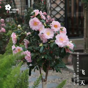 飞天红山茶花树苗盆栽日本进口新品种日系粉红色阳台花园园艺好养