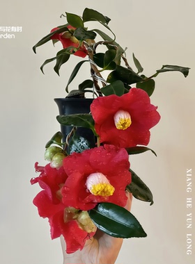 香河云龙山茶花树苗盆栽带花苞日本日系单瓣红色名贵小苗稀有品种