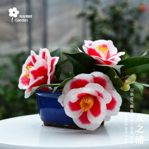 友之浦山茶花盆栽树苗日本