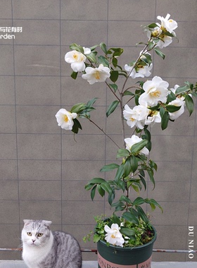 都鸟茶花盆栽树苗日本白色稀有半重瓣精品高端进口大小苗嫁接龙岩