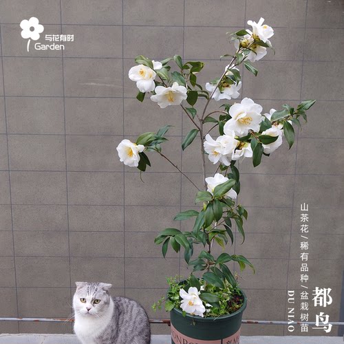 都鸟日本山茶花户外阳台树苗盆栽