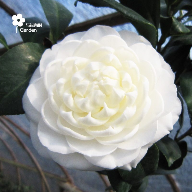 水晶白茶花盆栽大苗白宝塔东方亮玉壶冰无暇玉虎爪白雪山重瓣阳台