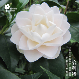 哈利特毕斯比红山茶花树苗盆栽粉红珍珠美国名贵稀有原生小苗阳台