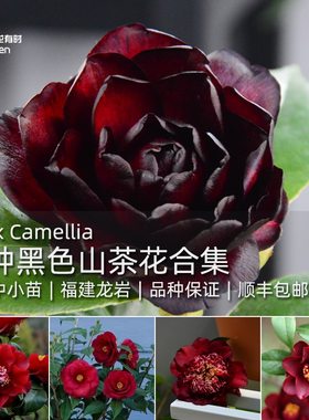 16种黑色山茶花中小苗