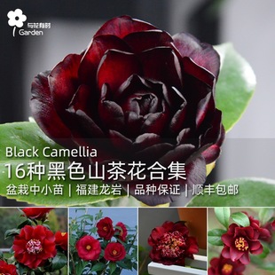 16种黑色山茶花树苗花卉盆栽阳台庭院植物树苗室外魔幻嫁接大小苗
