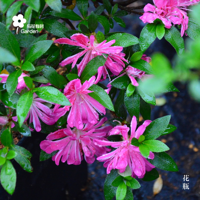 花瓶皋月杜鹃花东洋日本稀有品种盆栽小苗采开型阳台庭院花卉木本