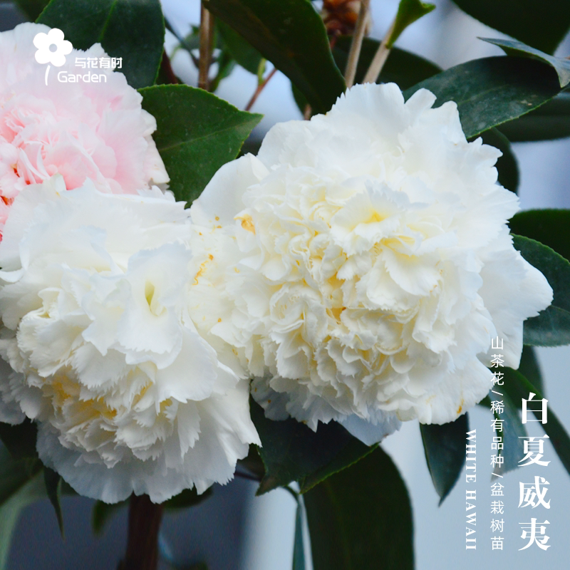 白夏威夷新娘山茶花树苗春冬阳台图片