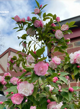 甜珍妮红山茶花树苗盆栽粉红色微型花朵园林花坛易成活好养妙香