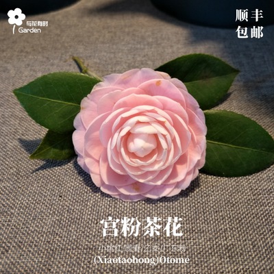 宫粉小桃红茶花阳台树苗春节前后