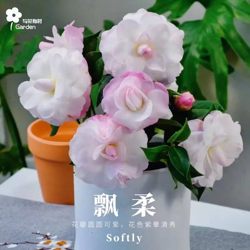 飘柔山茶花盆栽粉白色清新可爱树苗中苗阳台户外常绿植物花卉庭院