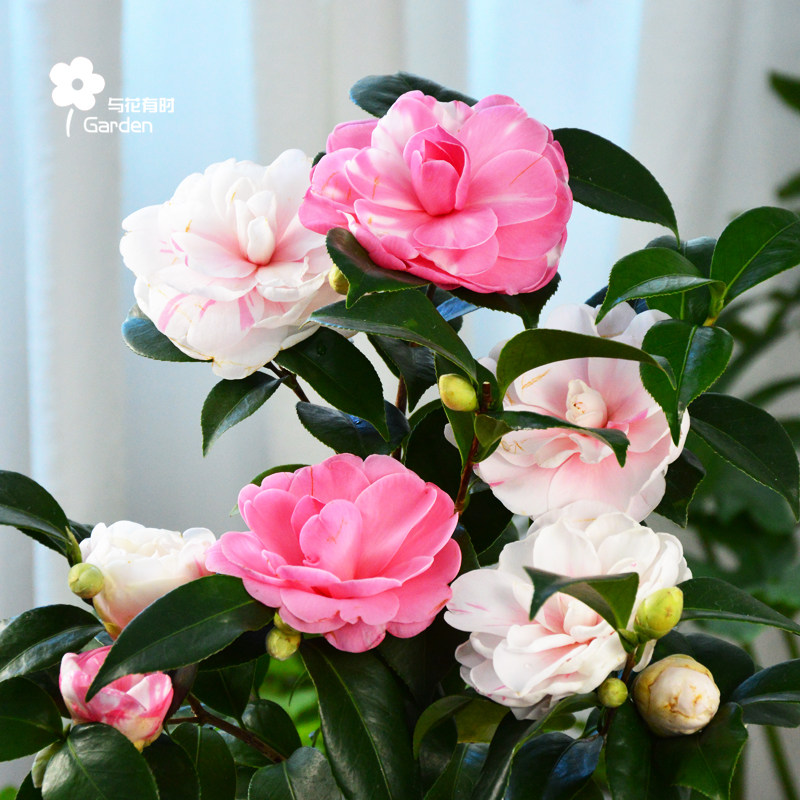 乔伊茶花树苗盆栽带花苞一树多色小庭院花卉植物室外耐寒福建龙岩
