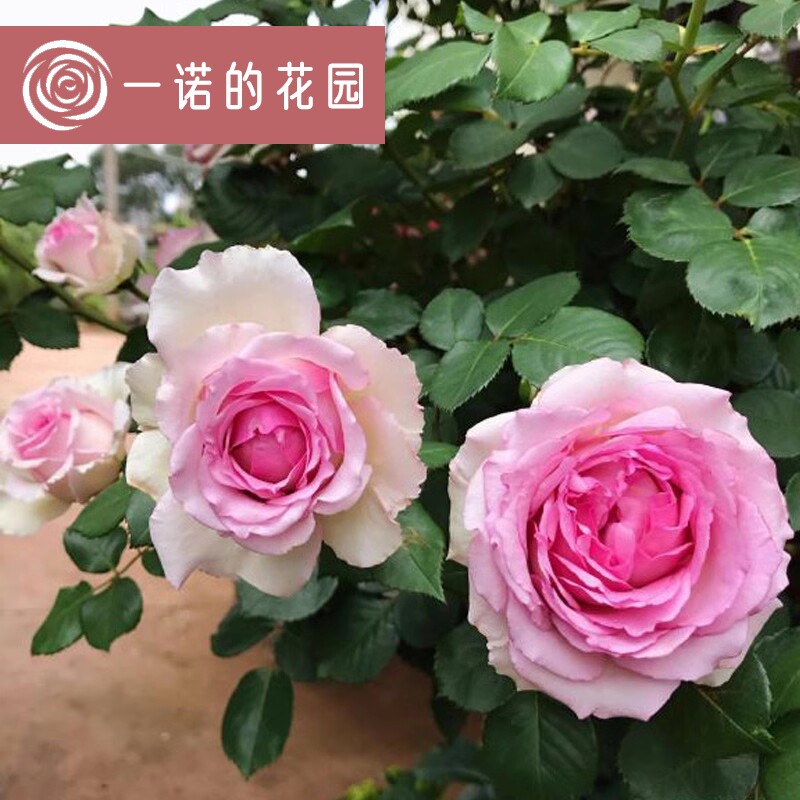 罗衣藤本月季花苗爬藤开花玫瑰小苗四季盆栽花卉植物蔷薇树苗绿植