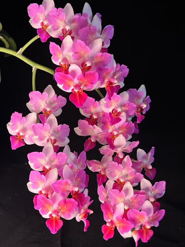 （刘氏莓果）蝴蝶兰1.7寸苗爆花浓香型花期长达5个月室内客厅盆栽