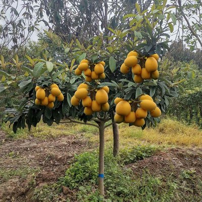 嫁接枇杷苗 特大枇杷树苗盆栽地栽 南方北方种植果树苗当年结果