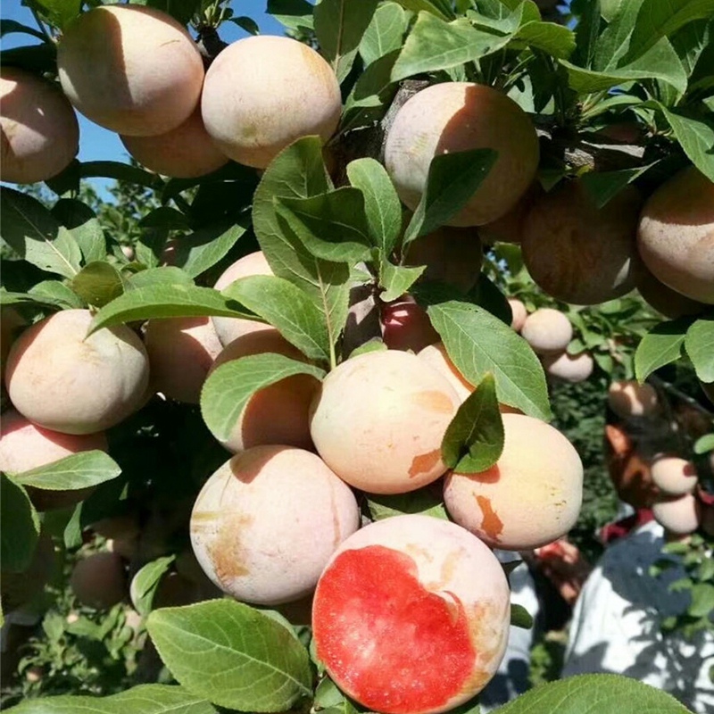 西梅树树苗嫁接蜂糖李子南方北方种植庭院阳台盆栽地栽特大果树苗