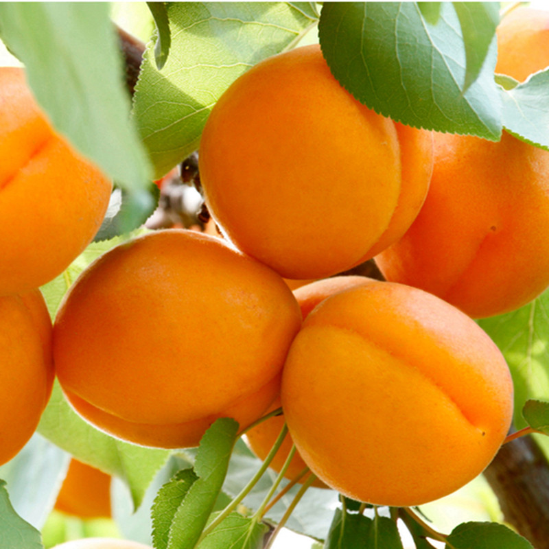 杏树嫁接苗地栽庭院南北方种植当年结果苗特大甜新品种杏子树活苗