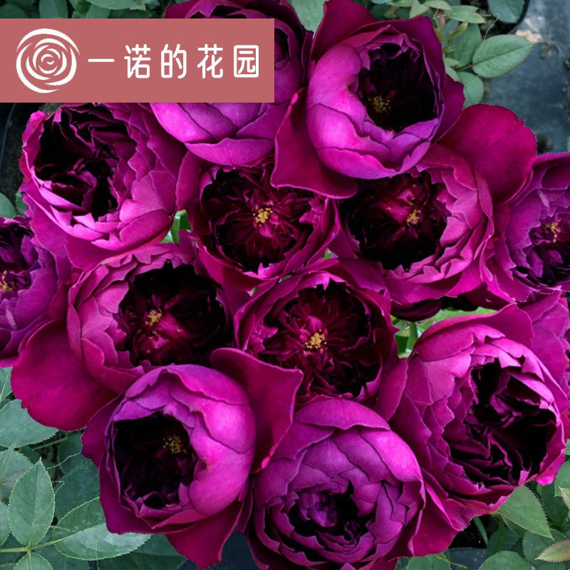 秋日胭脂月季花苗开花玫瑰小苗四季盆栽花卉爬藤植物蔷薇树苗绿植
