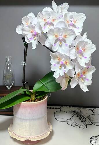 蝴蝶兰【施华洛大婚纱】2.8寸带花剑大花型室内桌面绿植花卉好养