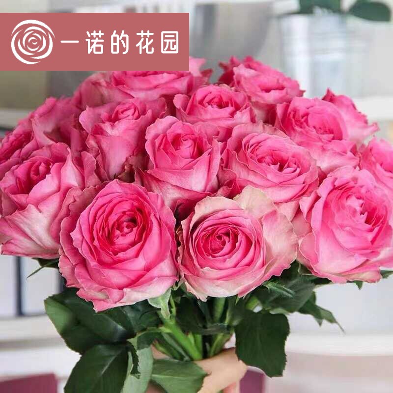 糖果雪山月季花苗开花玫瑰小苗四季盆栽花卉爬藤植物蔷薇树苗绿植