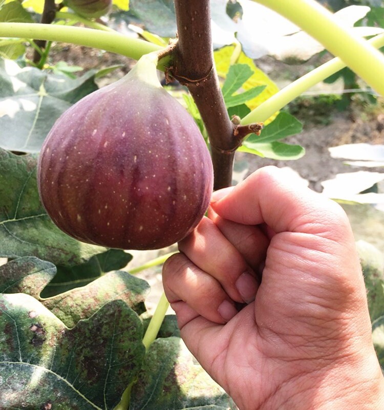 无花果树果苗盆栽带果带土特大无花果苗当年结果斯特拉无花果树苗