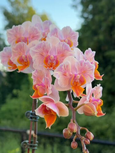 夏花蝴蝶兰（闪烁）1.7寸苗大花浓香室内客厅盆栽花期长达4个月