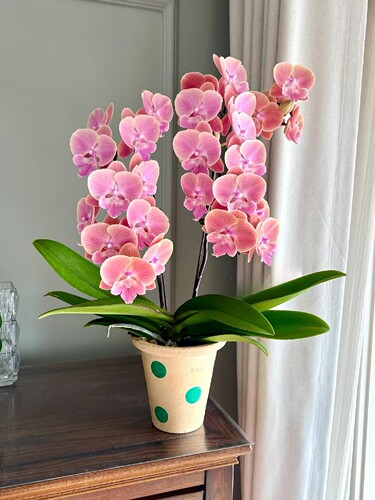 橘粉色蝴蝶兰1.7寸(唯美)四季好养室内花卉浓香型花卉花期4个月