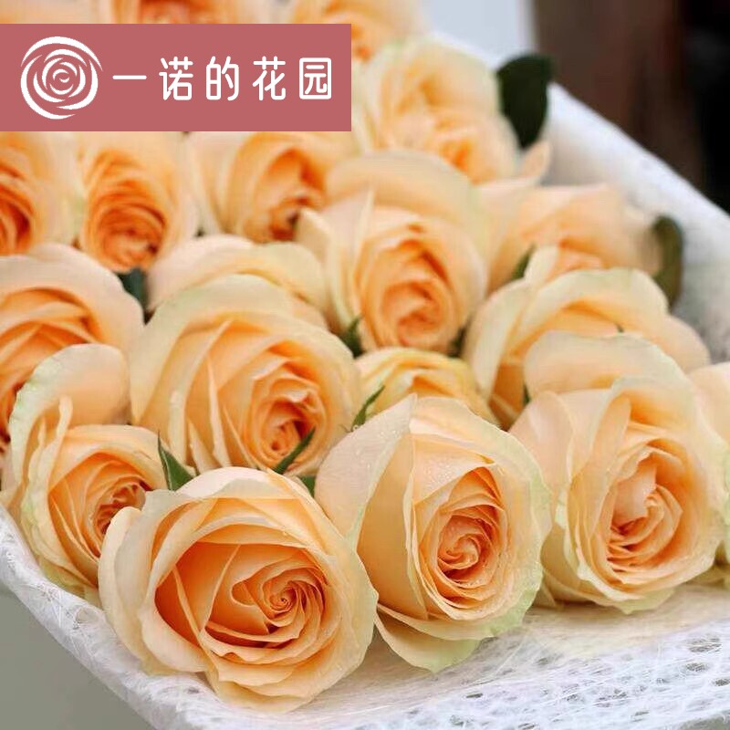 蜜桃雪山月季花苗开花玫瑰小苗四季盆栽花卉爬藤植物藤本蔷薇绿植