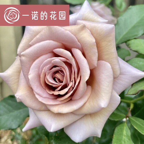 可可洛克月季花苗开花玫瑰小苗四季盆栽花卉爬藤植物蔷薇树苗绿植