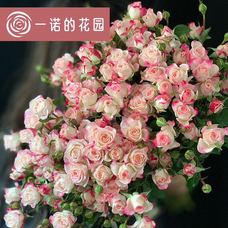 折射泡泡月季花苗开花玫瑰小苗四季盆栽花卉爬藤植物藤本蔷薇绿植