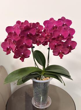 蝴蝶兰红色（蒙特勒）1.7寸苗室内客厅盆栽四季开花浓香型花期长