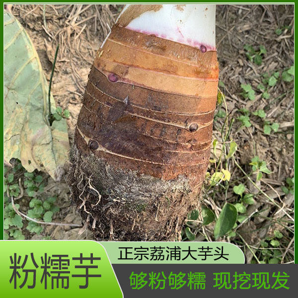 新鲜广西荔浦芋头正宗大芋头农产品大槟榔芋紫色香芋艿蔬菜包邮