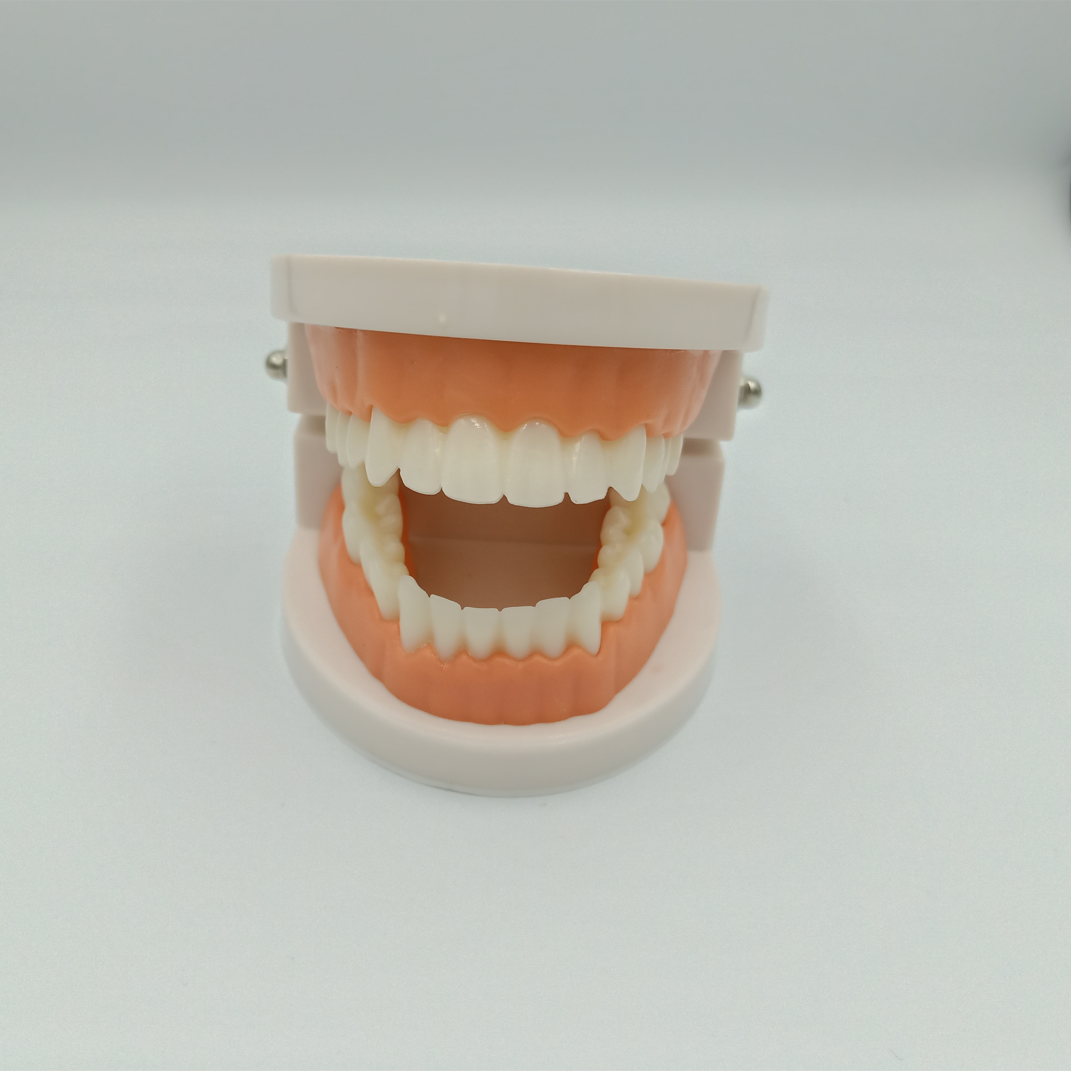 牙科模型 幼教教学练习模型 用仿真简单1比1牙齿模型 幼儿专用
