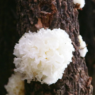 神农架野生椴木小银耳碎片农家特产碎耳干货无硫白木耳新鲜易煮糯