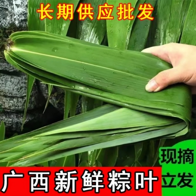 广西粽叶新鲜粽子叶棕叶