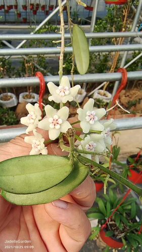 四川球兰Hoya sichuanensis（花叶香花）