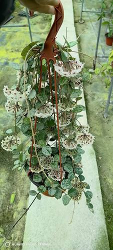 米切尔德球兰 高斑杂交匍匐 Hoya mathilde splash