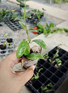 长叶利马（Hoya lima long leaf）