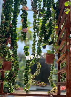 特价包邮 卷叶球兰小苗室内造景花叶俱美耐寒耐热