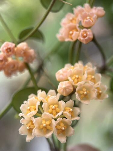 Hoya noona奴娜球兰橙花(青山球兰）(橙花）