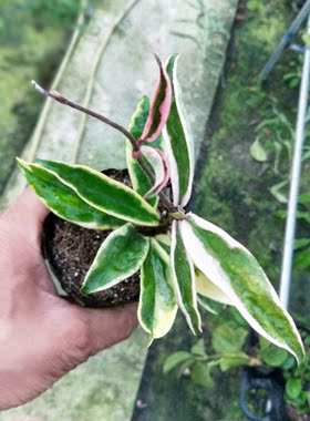 克林克外锦球兰（Hoya carnosa ssp. krinkle 8 albomarginata）
