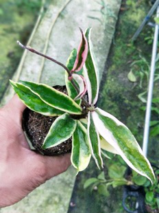 克林克外锦球兰（Hoya carnosa ssp. krinkle 8 albomarginata）