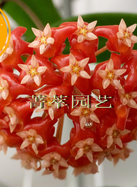 火红球兰Hoya ilagiorum 大棵当年开花香味好 包对版到永远