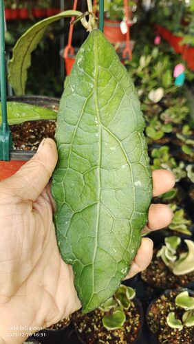 Hoya clemensiorum 反瓣球兰
