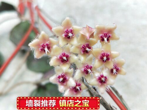 青铜器球兰小苗珍稀品种