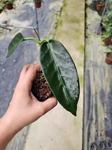 爪叶球兰瓣珍稀品种运输极易