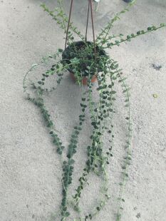 景洪球兰