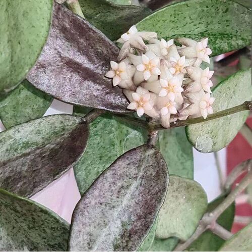 hoya silver lady dy  玉女球兰