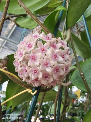 室内花卉阳台飘窗春秋球兰