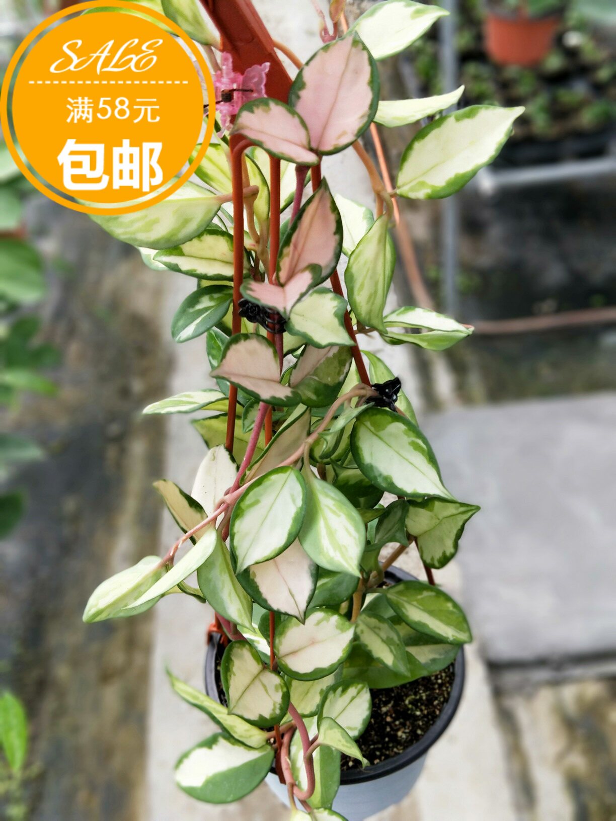 绿叶内锦球兰hoya carnosa variegata 卧室阳台净化空气 爬藤植物