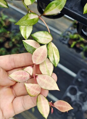 瓦林内锦球兰（Hoya walliniana variegata）